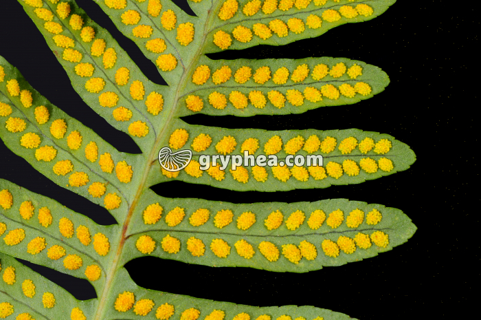 Fronde de Polypode face inférieure montrant les sporanges (détail) - gryphea.com